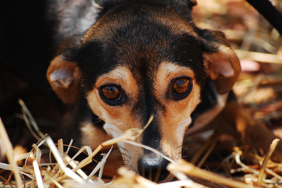 Cómo cuidar los ojos del perro