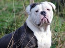 Bulldog Inglés, así es uno de los perros más famosos