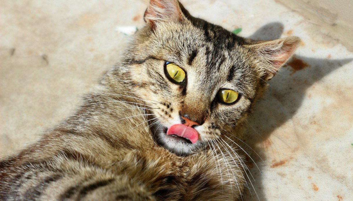 ¿Por qué los gatos tienen la lengua áspera?