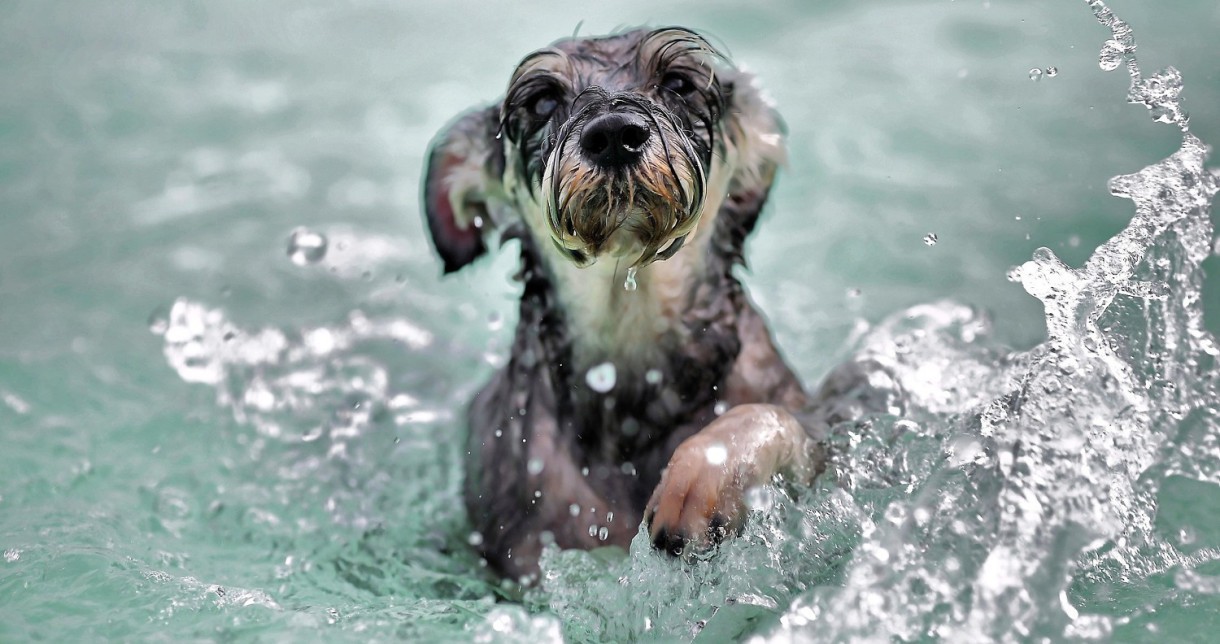 Cómo refrescar a vuestro perro en verano