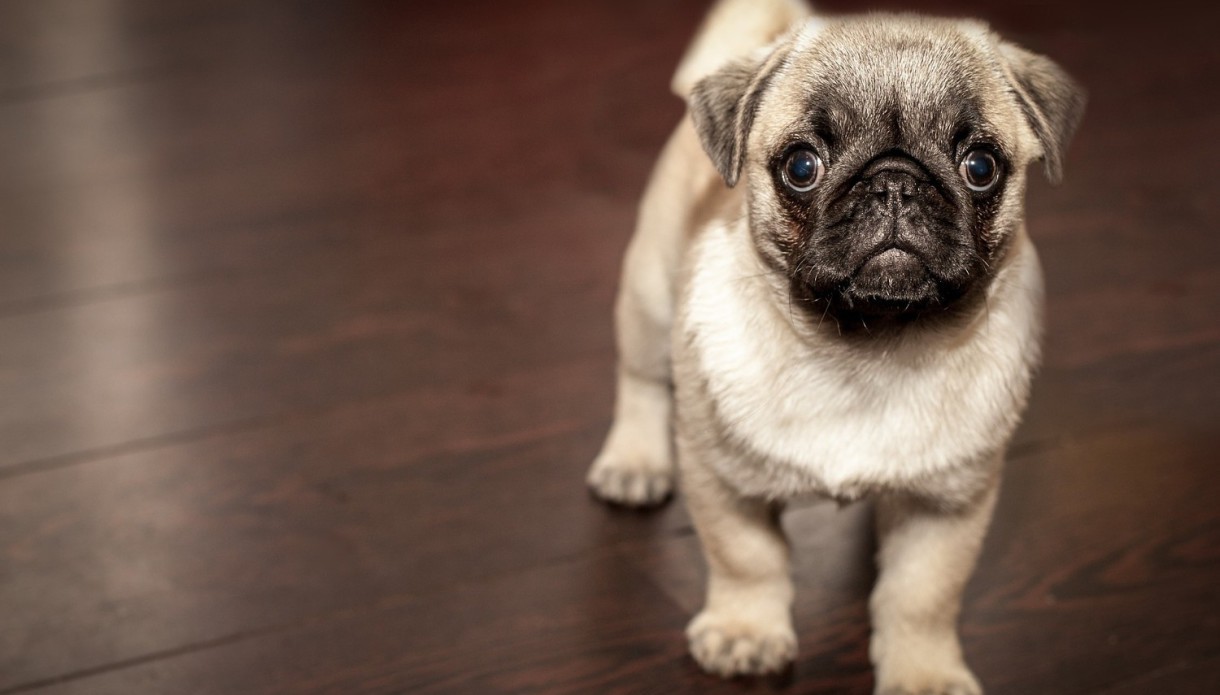 Cómo evitar que el perro haga sus necesidades en casa