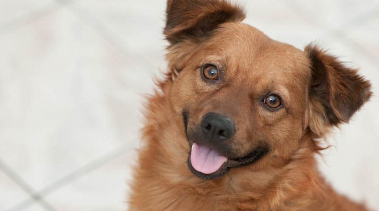 Algunos consejos para mejorar la salud dental de vuestro perro