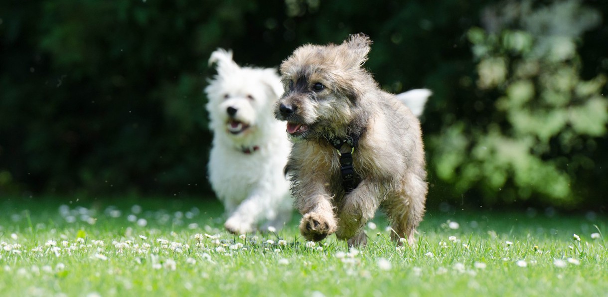 Frutas recomendadas para nuestros perros