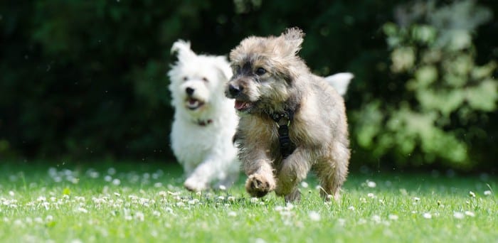 Perros