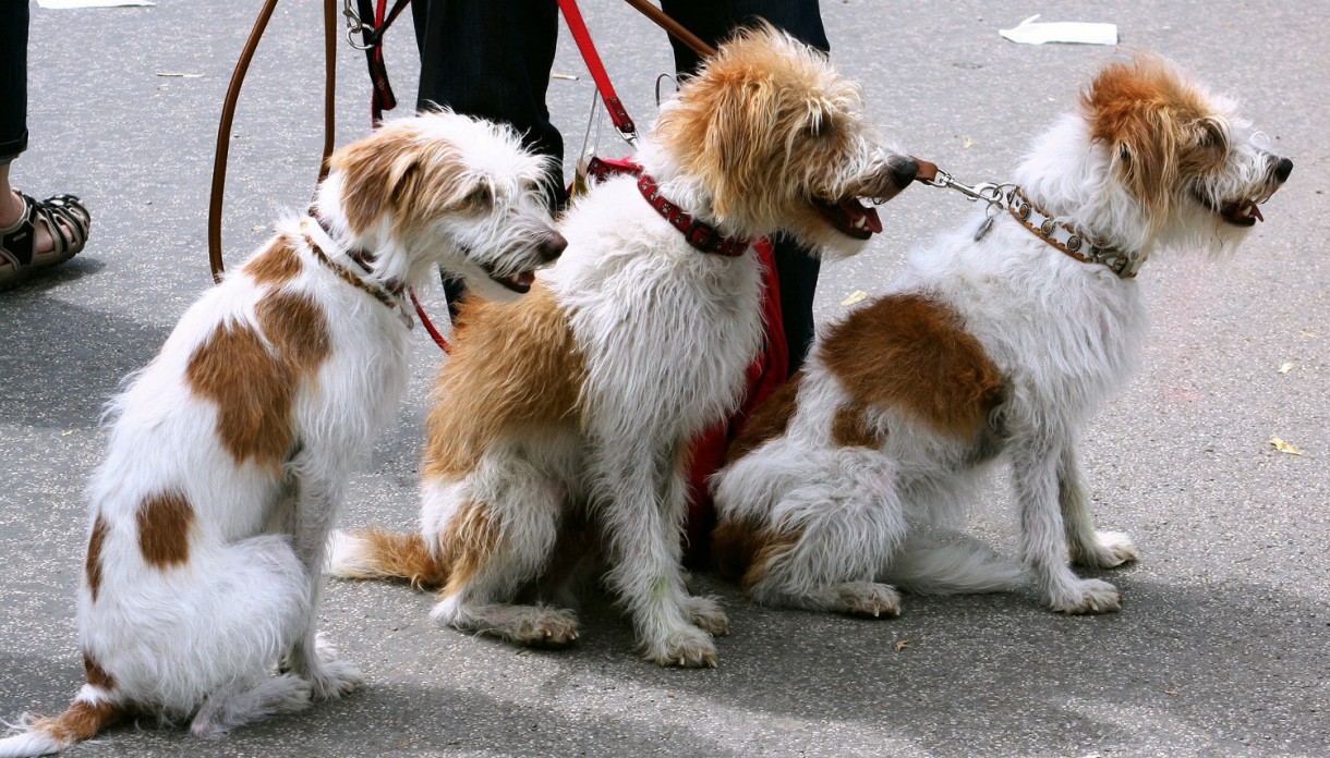 Fomentando la adopción de mascotas en el Dog Day