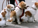 Fomentando la adopción de mascotas en el Dog Day