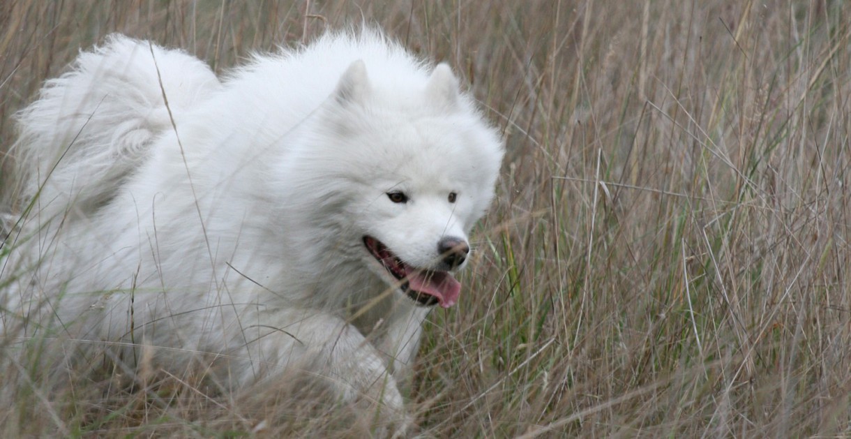 Samoyedo, quizá la raza de perro más antigua