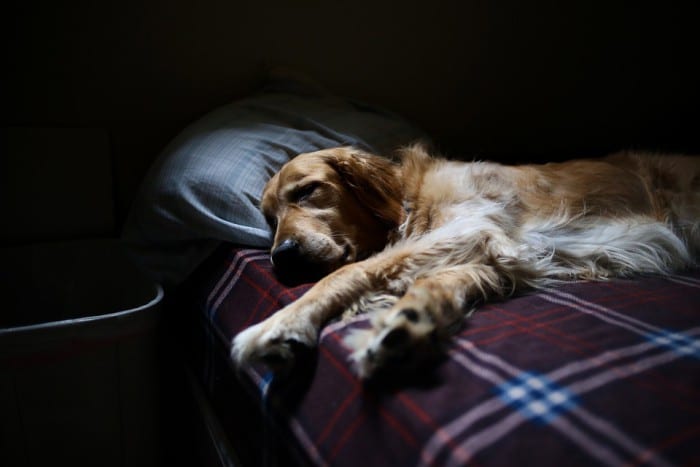 Ventajas y desventajas de dormir con una mascota