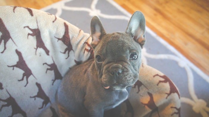 Tips para mantener en óptimo estado los ojos del perro