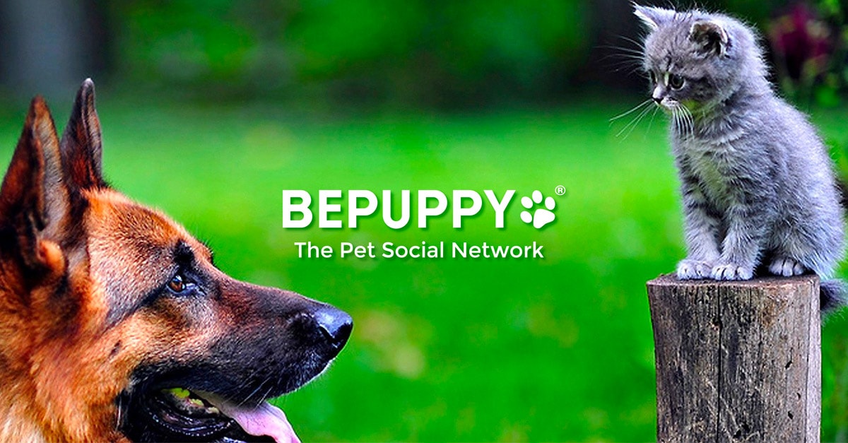 BEPUPPY, una red social para mascotas