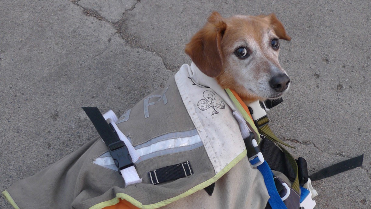 ¿Es recomendable llevar a las mascotas en bolsos?