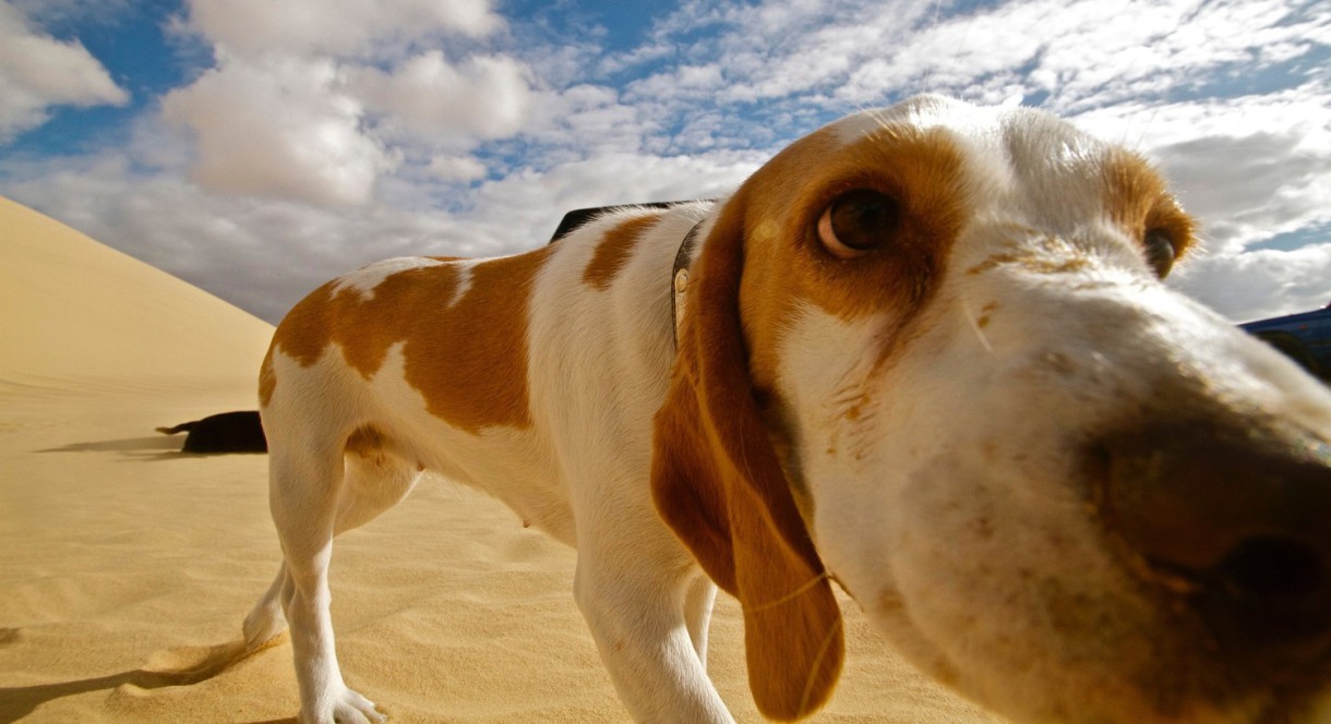 Cómo salvar a un perro que se está ahogando