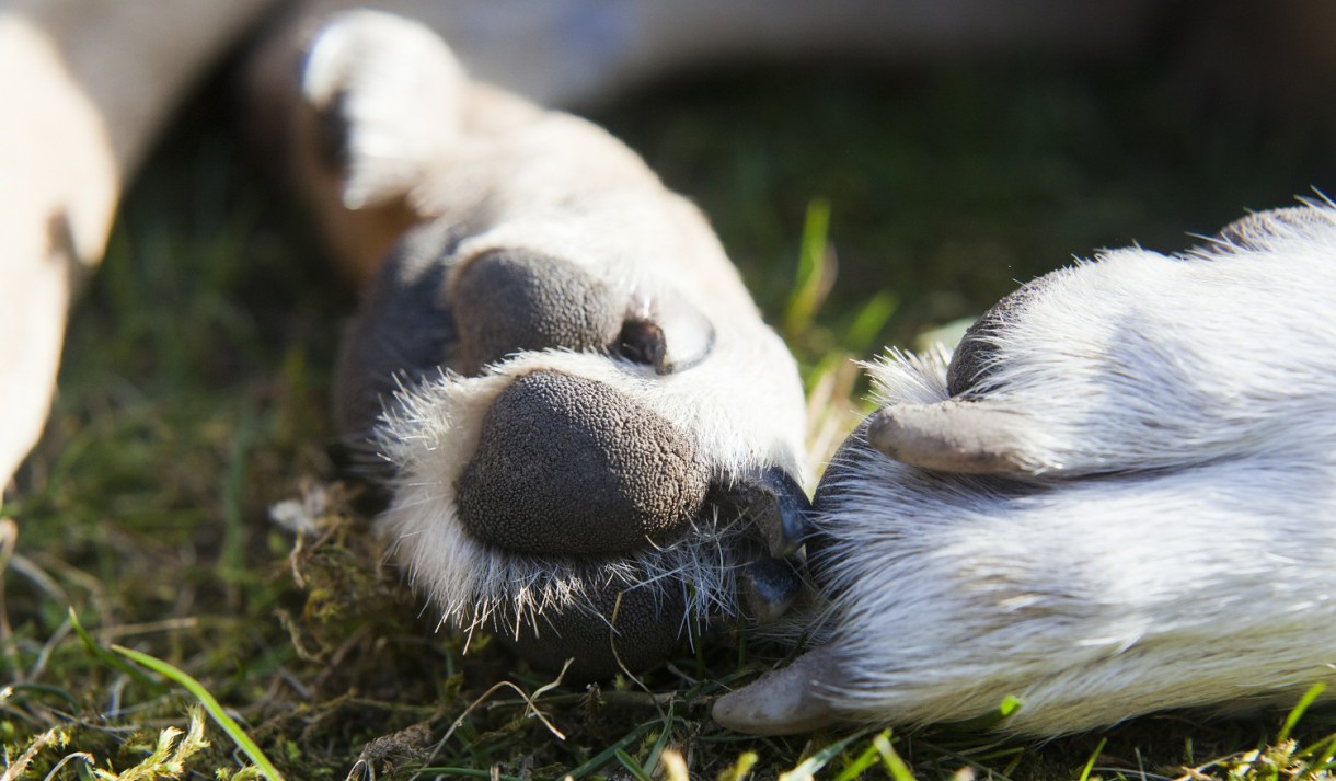 Un vistazo a la sudoración de los perros… Usando las patas