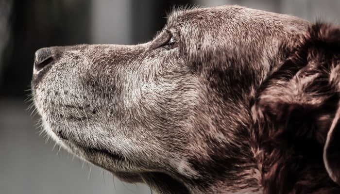 Perro