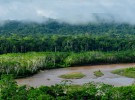 La amazonía sigue sorprendiendo: 381 nuevas especies descubiertas
