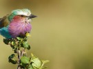 SEO/Birdlife prepara el Día de las Aves poniendo el foco en las migraciones