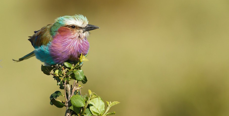 SEO/Birdlife prepara el Día de las Aves poniendo el foco en las migraciones