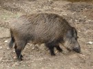 El «cerdoli» amenaza la riqueza genética del jabalí y del entorno