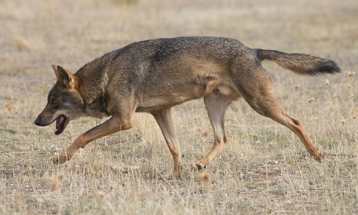 Exterminio del lobo en Asturias: WWF pide su cese