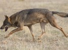 Exterminio del lobo en Asturias: WWF pide su cese