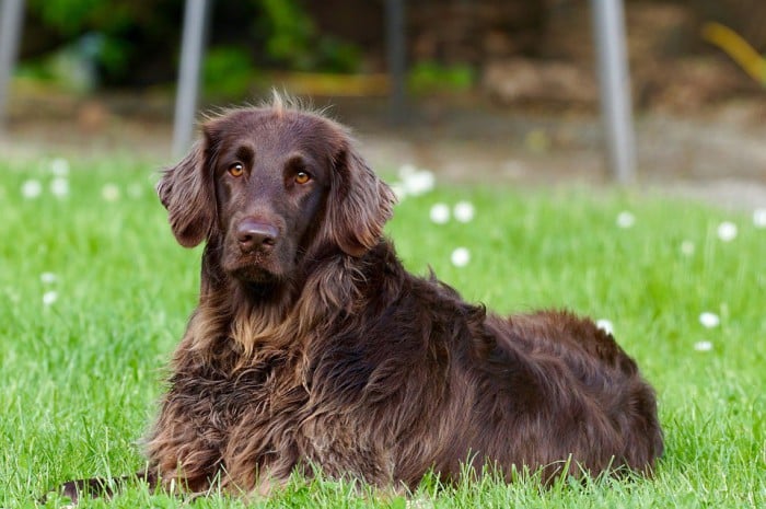 Son muchas las razones por las que un perro pierde su pelo