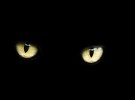 Un vistazo a la visión nocturna de los gatos