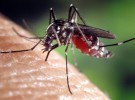 Estos consejos os ayudarán a evitar (un poco) a los mosquitos