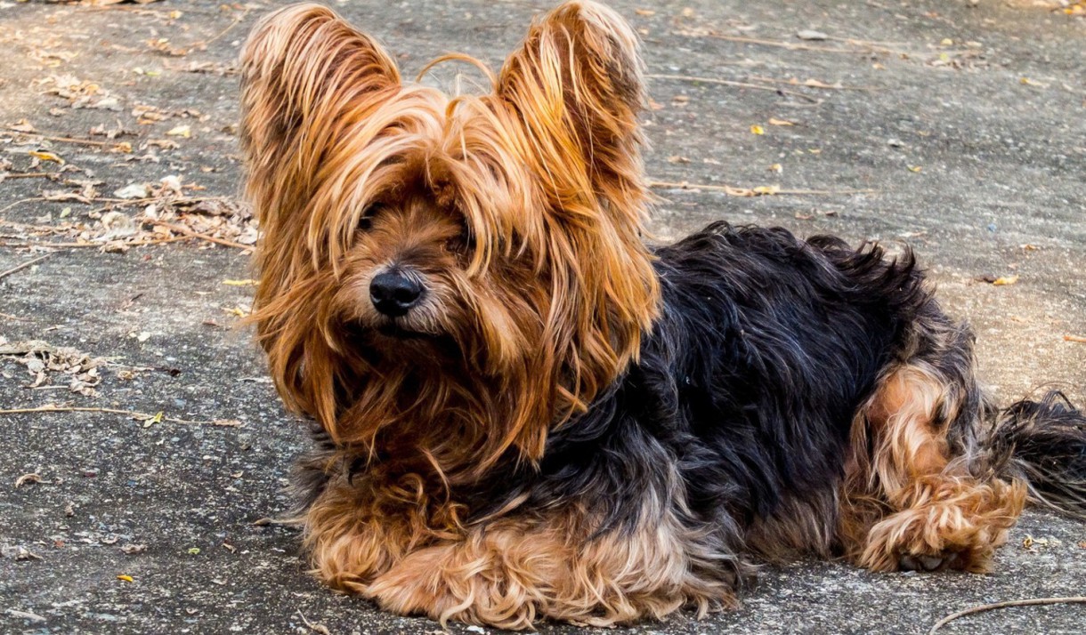 La inteligencia emocional en perros, una realidad