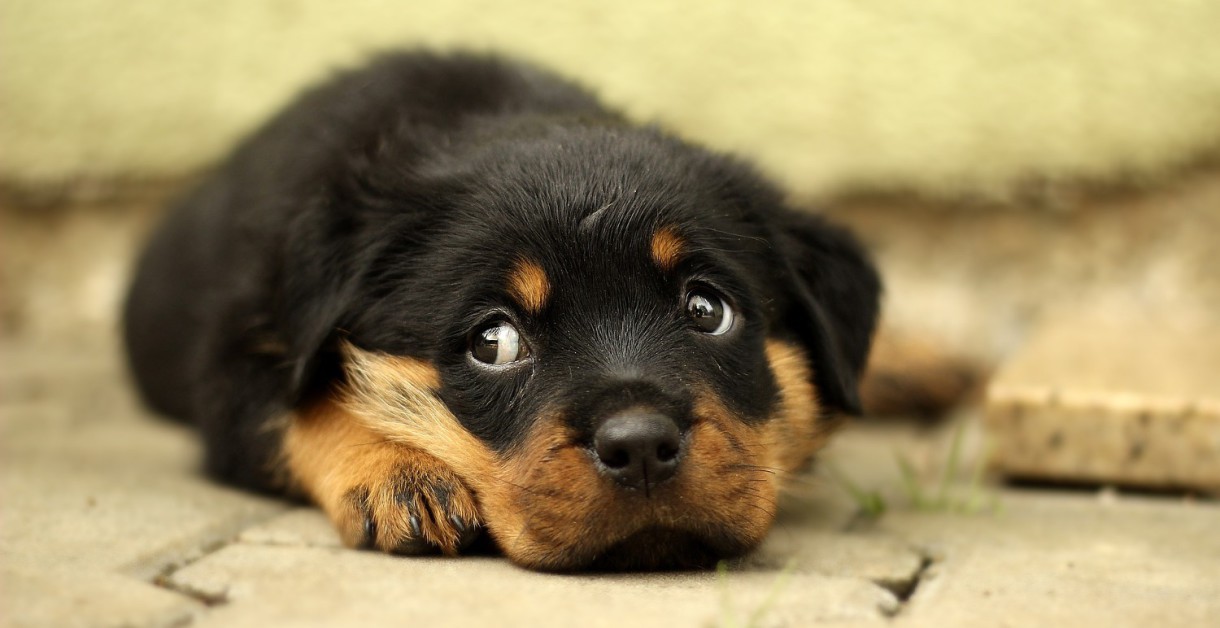 Cómo darle pastillas a un perro