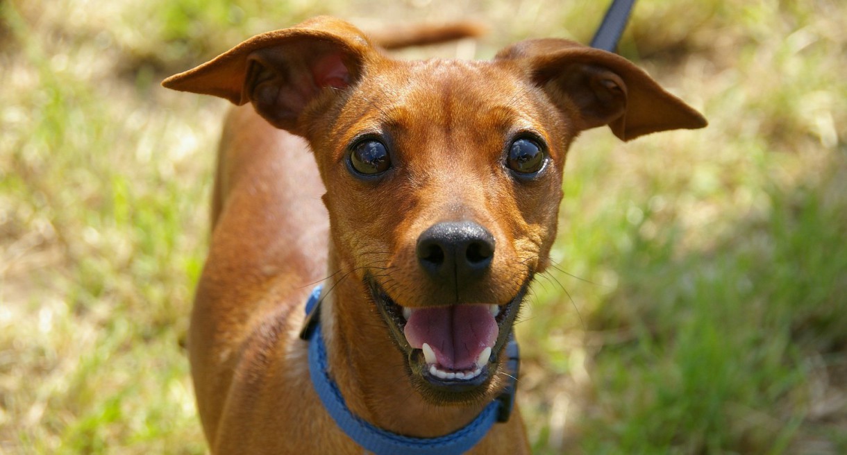 Babesiosis canina, una enfermedad a tener en cuenta