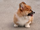 Algunos conceptos básicos acerca de la sarna en perros