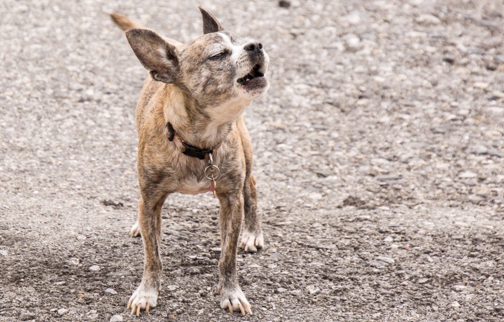 los perros se comunican ladrando