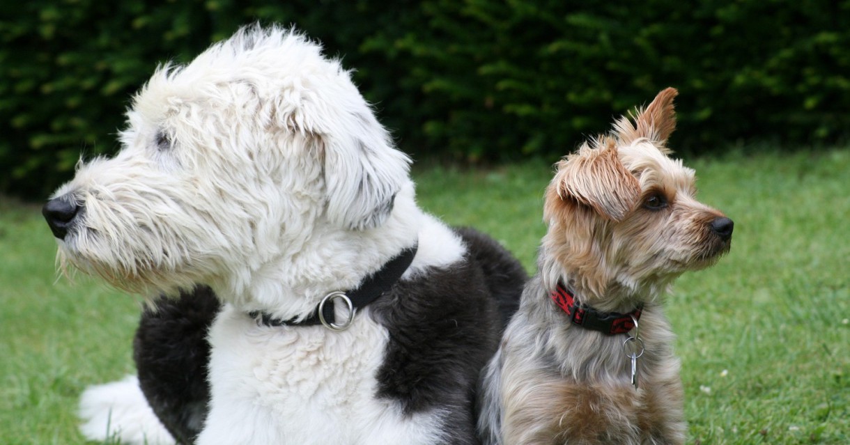 ¿Se le puede cambiar el olor a un perro?