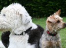 ¿Se le puede cambiar el olor a un perro?