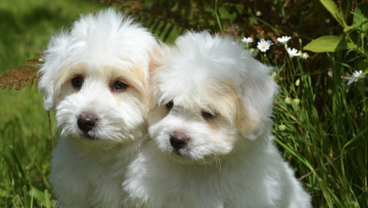 Qué es la Ehrlichiosis Canina y cómo tratarla