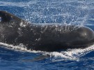 Los cetáceos también padecen la «enfermedad el buzo»