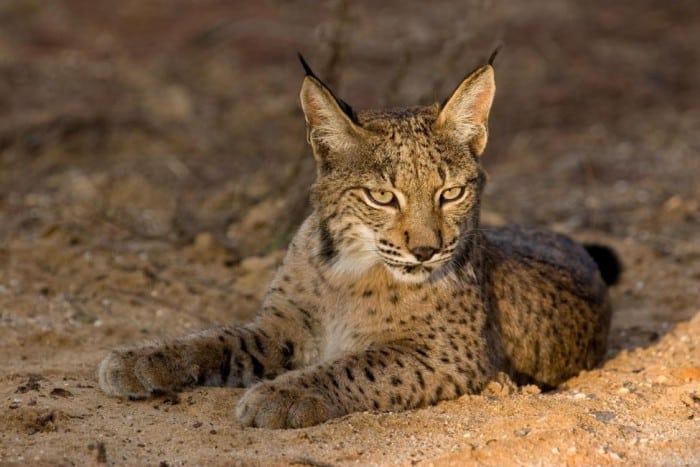 lince