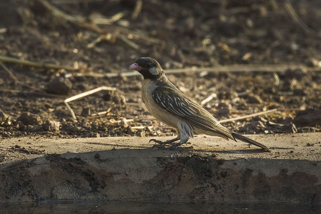 Simbiosis humana: la increíble relación con el pájaro de la miel