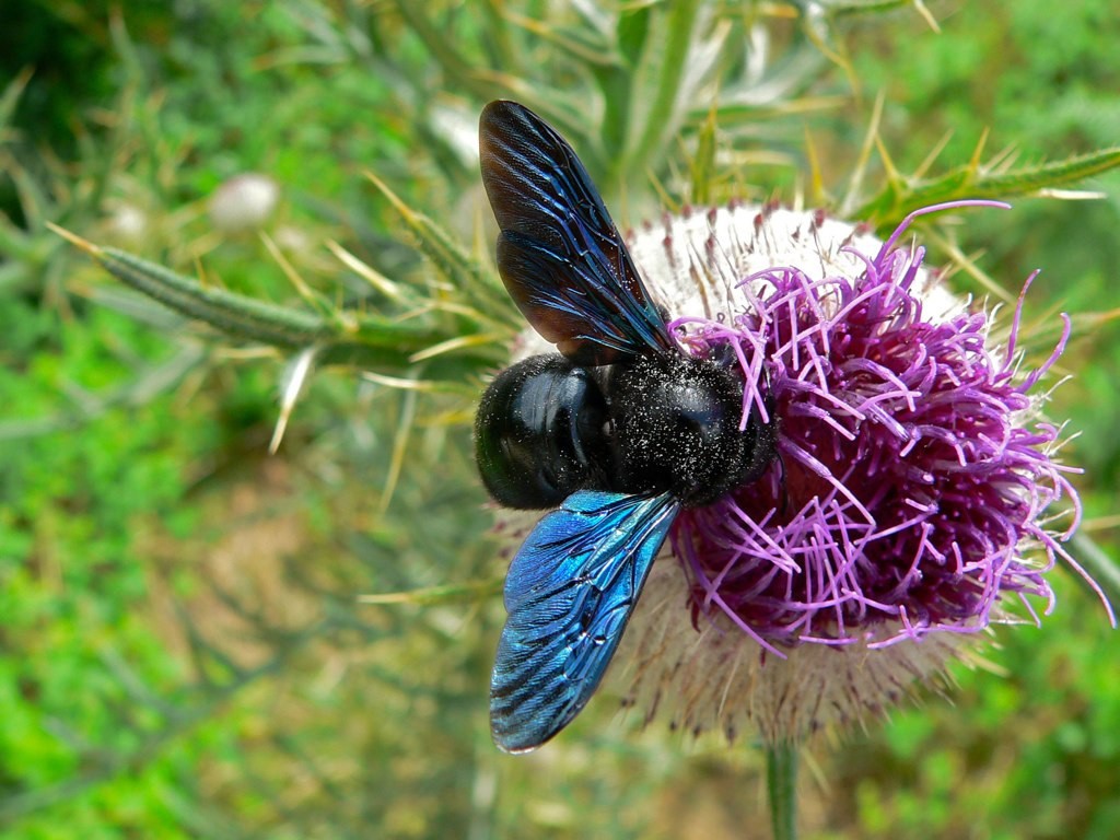 Madrid inaugura un «hotel para insectos»