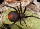 Espalda roja, una de las arañas más peligrosas del mundo