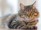 Cómo es la hipertensión en gatos y cómo se trata