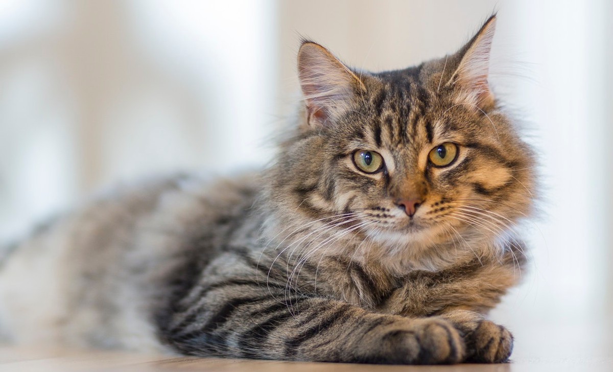 Cómo es la hipertensión en gatos y cómo se trata