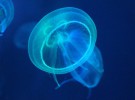 La medusa inmortal nos conocerá a todos… porque no muere nunca