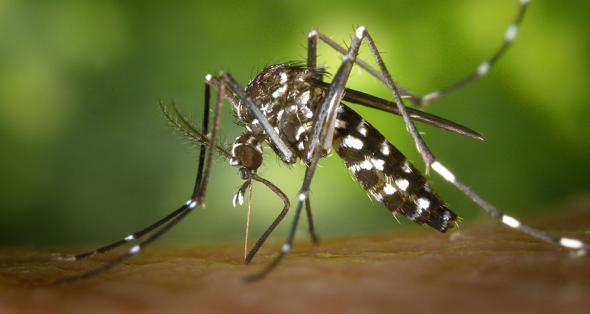 Cuidado con el mosquito tigre: así transmite enfermedades mortales