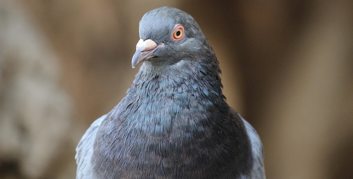 Piojos en pájaros, algunas recomendaciones