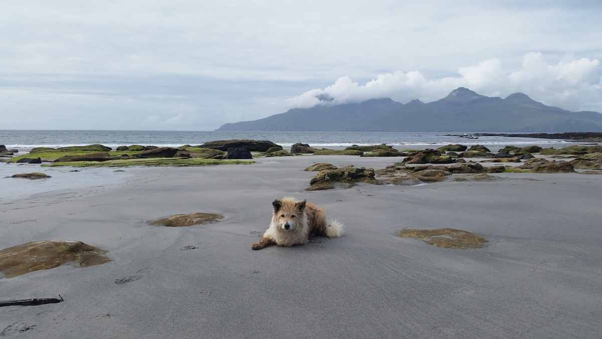 La isla de los perros y su cuidador, una historia curiosa