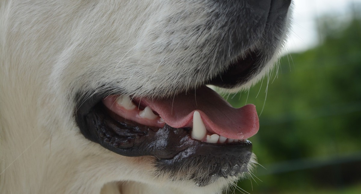 Cómo tratar las encías inflamadas en los perros