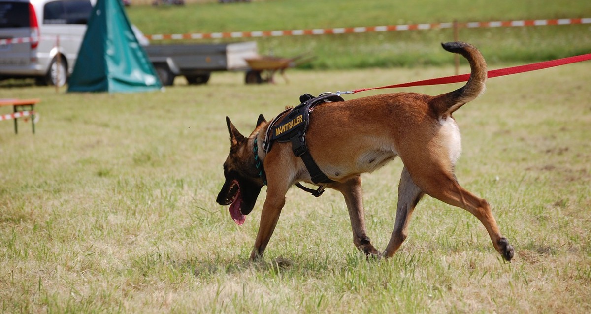 Frida, un rescate canino en la escuela