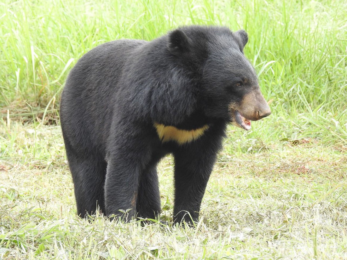 Investigadores demuestran que el yeti es un oso