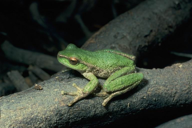 Las ranas australianas recuperan sus poblaciones tras ser atacadas por un hongo